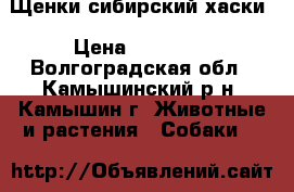 Щенки сибирский хаски › Цена ­ 15 000 - Волгоградская обл., Камышинский р-н, Камышин г. Животные и растения » Собаки   